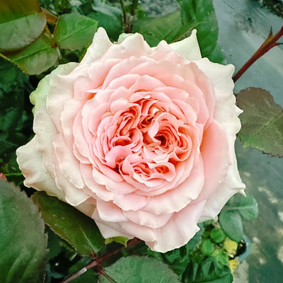 ArtNuvoRose