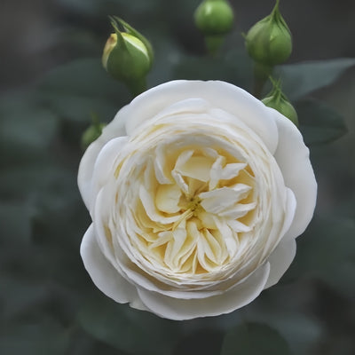 Chloranthy Roses Catalina Rose Plant: Vibrant Blooms for Every Garden – Rose_Explosion