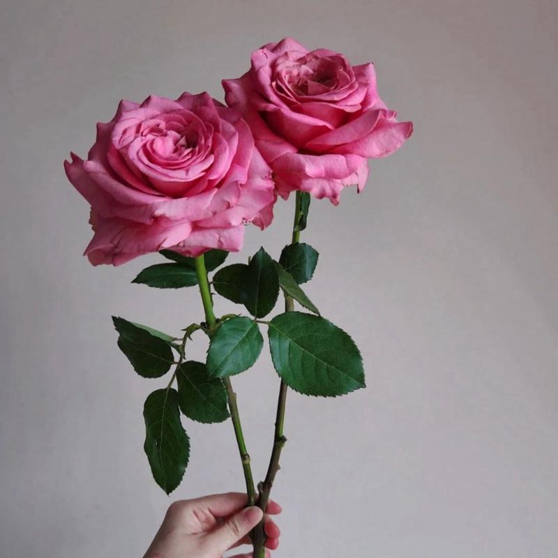 Ashley Rose Plant - Elevate Your Garden's Beauty Rose_Explosion Ashley Rose Plant - Elevate Your Garden's Beauty Rose_Explosion