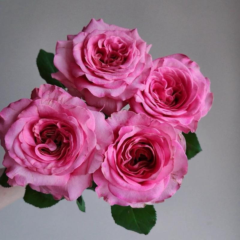 Ashley Rose Plant - Elevate Your Garden's Beauty Rose_Explosion Ashley Rose Plant - Elevate Your Garden's Beauty Rose_Explosion