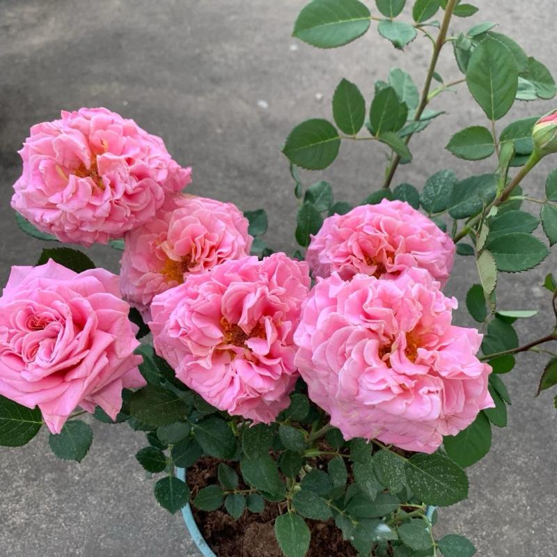 Ashley Rose Plant - Elevate Your Garden's Beauty Rose_Explosion Ashley Rose Plant - Elevate Your Garden's Beauty Rose_Explosion