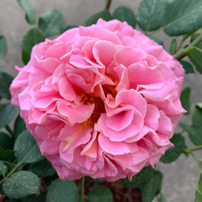Julietta Raspberry Rose Plant|树莓茱莉塔 – Rose_Explosion