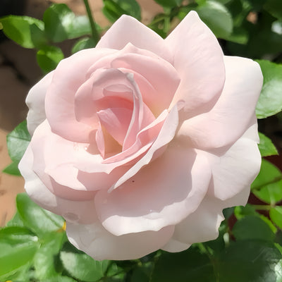 Rose_Explosion: Express Your Love with Beautiful Roses