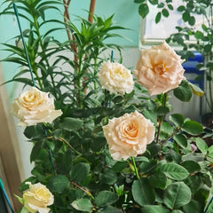 Athena Rose Plant|雅典娜