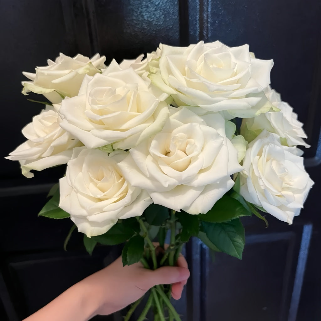 Atinan Roses Athena Rose Plant|雅典娜 – Rose_Explosion
