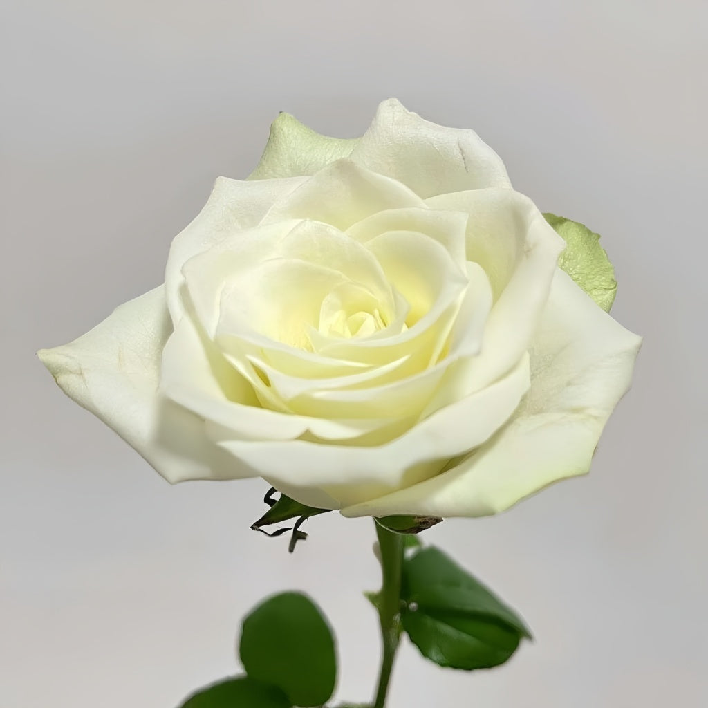 Atinan Roses Athena Rose Plant|雅典娜 – Rose_Explosion