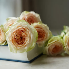 Attraction Rose Plant
