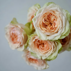 Attraction Rose Plant