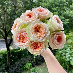 Attraction Rose Plant