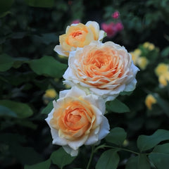Attraction Rose Plant
