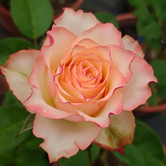 Attraction Rose Plant