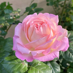 Aube Rose Plant