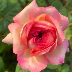 Aube Rose Plant