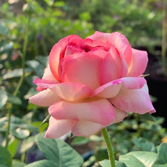 Aube Rose Plant