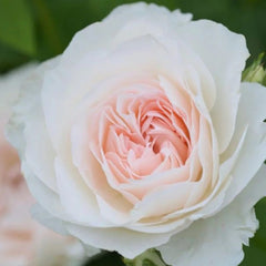 Aube Legere Rose Plant|黎明