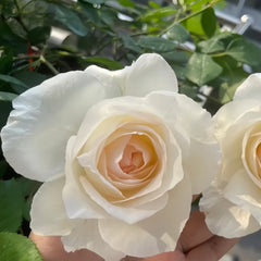 Aube Legere Rose Plant|黎明