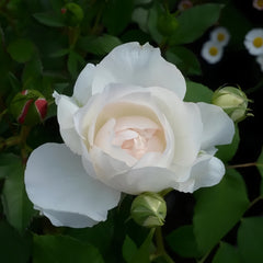 Aube Legere Rose Plant|黎明