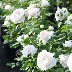 Aube Legere Rose Plant|黎明