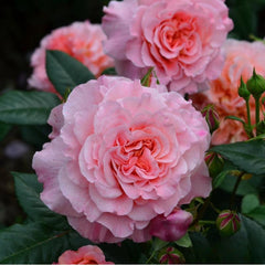 Augusta Luise Rose - Elegance and Fragrance for Your Garden