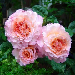 Augusta Luise Rose - Elegance and Fragrance for Your Garden