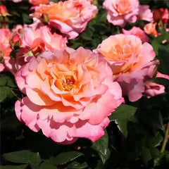 Augusta Luise Rose - Elegance and Fragrance for Your Garden