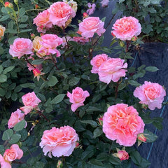 Augusta Luise Rose - Elegance and Fragrance for Your Garden