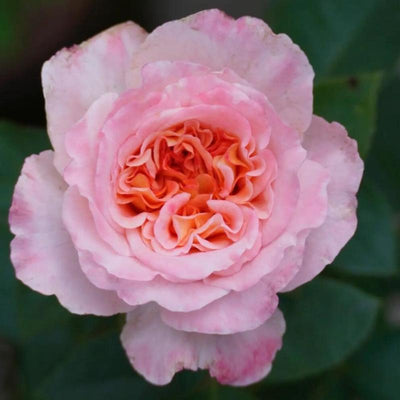 Augusta Luise Rose - Elegance and Fragrance for Your Garden