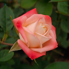 Autumn Twilight Rose Plant