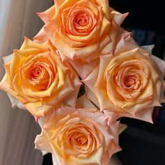 Autumn Twilight Rose Plant