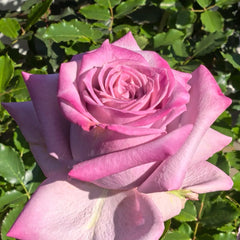 Avant Garde Rose Plant|紫前卫