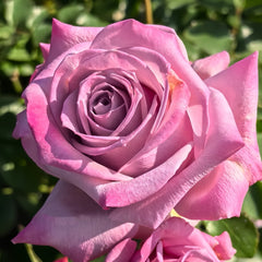Avant Garde Rose Plant|紫前卫