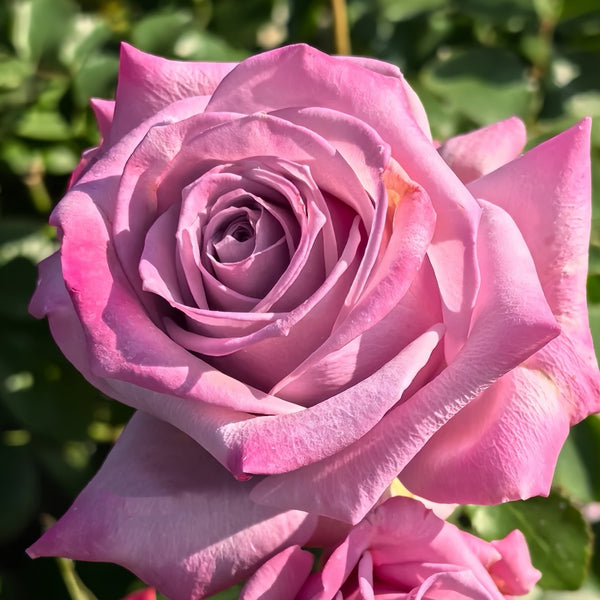 Avant Garde Rose Plant|紫前卫