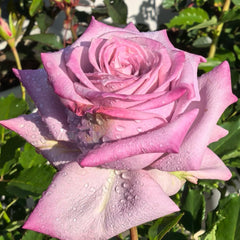 Avant Garde Rose Plant|紫前卫