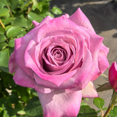 Avant Garde Rose Plant|紫前卫