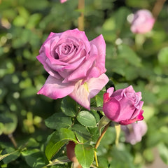 Avant Garde Rose Plant|紫前卫