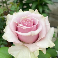 Avant Garde Rose Plant|紫前卫