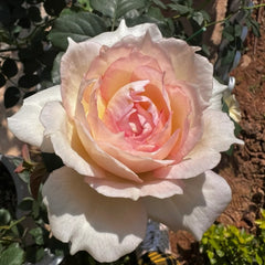 Avekutowa Rose Plant