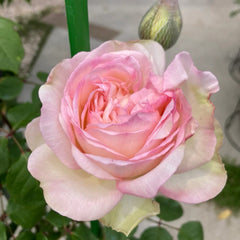 Avekutowa Rose Plant