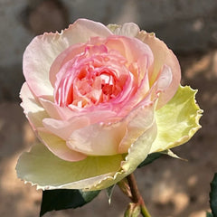 Avekutowa Rose Plant