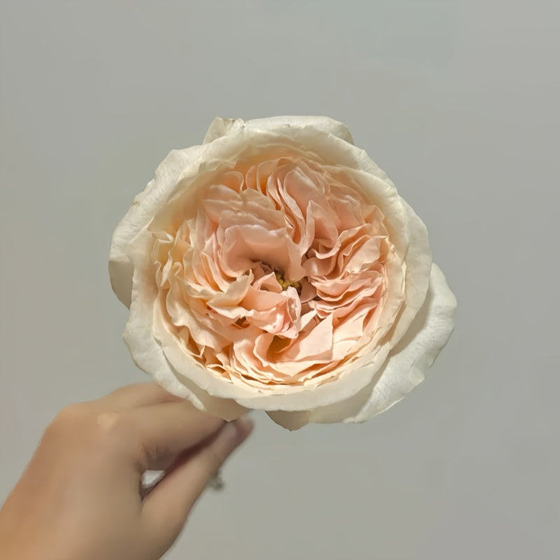 Baili Sweet Rose Plant|佰利甜