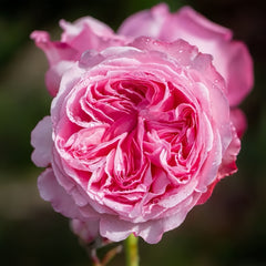 Ball Gown Rose Plant|舞会礼服