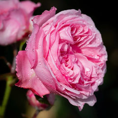 Ball Gown Rose Plant|舞会礼服