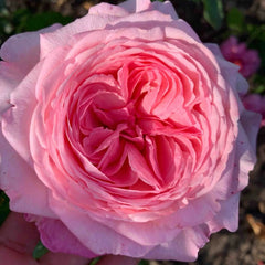 Ball Gown Rose Plant|舞会礼服
