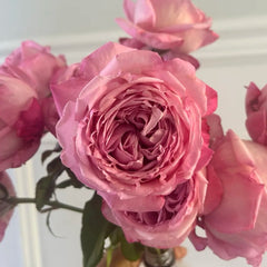 Ball Gown Rose Plant|舞会礼服