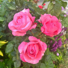 Ball Gown Rose Plant|舞会礼服