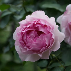 Barba Papa Rose Plant|伊芙棉花糖
