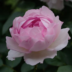 Barba Papa Rose Plant|伊芙棉花糖