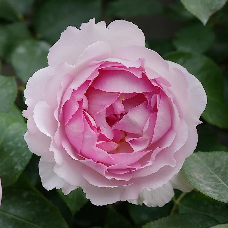 Barba Papa Rose Plant|伊芙棉花糖