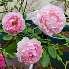 Barba Papa Rose Plant|伊芙棉花糖