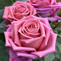 Barista Rose Plant｜咖啡师